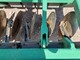 Tillage machines-Kivi-Pekka